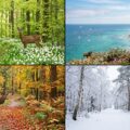 Dansk naturkalender – se fugle og blomster hele året